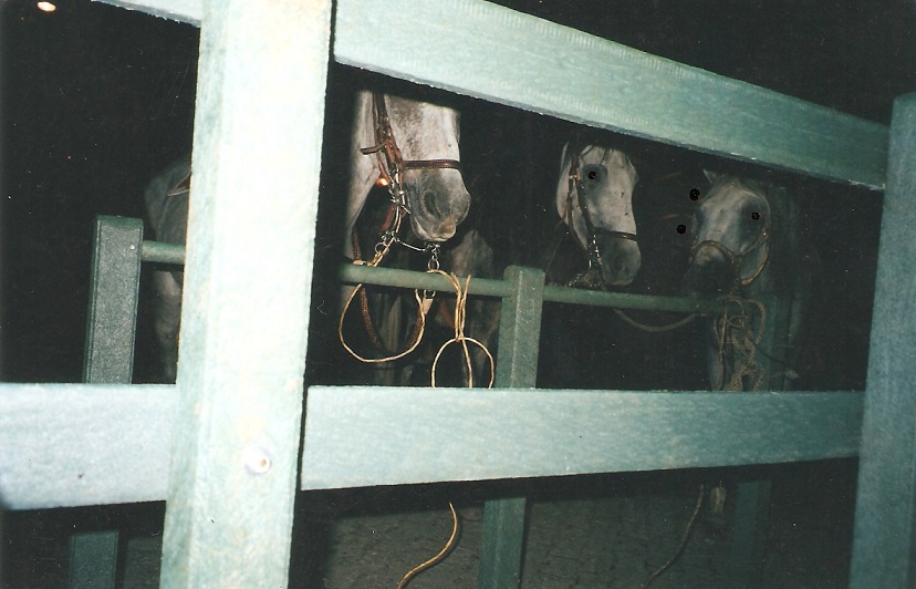 corral establo pesebrera para caballos corral caballo pesebrera caballo establo caballo picadero corral caballerías caballo paso fino pista resonancia equitación salto trocha percheron 000 corral establo pesebrera para caballos corral caballo pesebrera caballo corral establo pesebrera para caballos corral caballo pesebrera caballo establo caballo picadero corral caballerías caballo paso fino pista resonancia equitación salto trocha percheron 000 establo caballo picadero corral caballerías caballo paso fino pista resonancia equitación salto trocha percheron 000